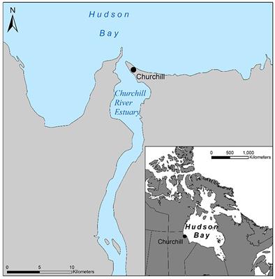 Citizen science and machine learning: Interdisciplinary approach to non-invasively monitoring a northern marine ecosystem